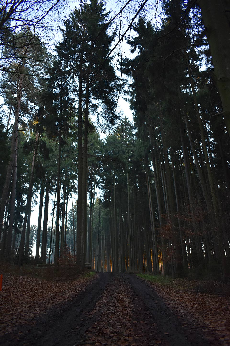 Foresta al crepuscolo