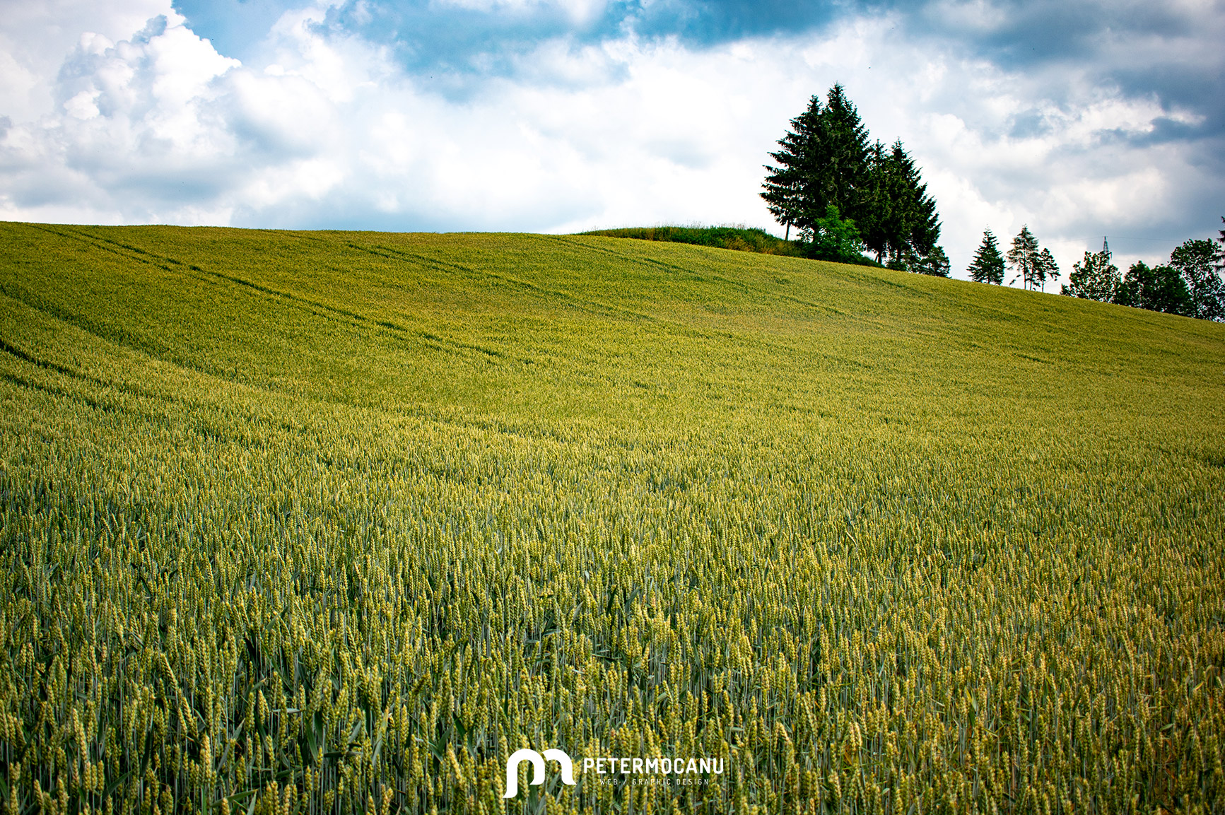 Wheat field